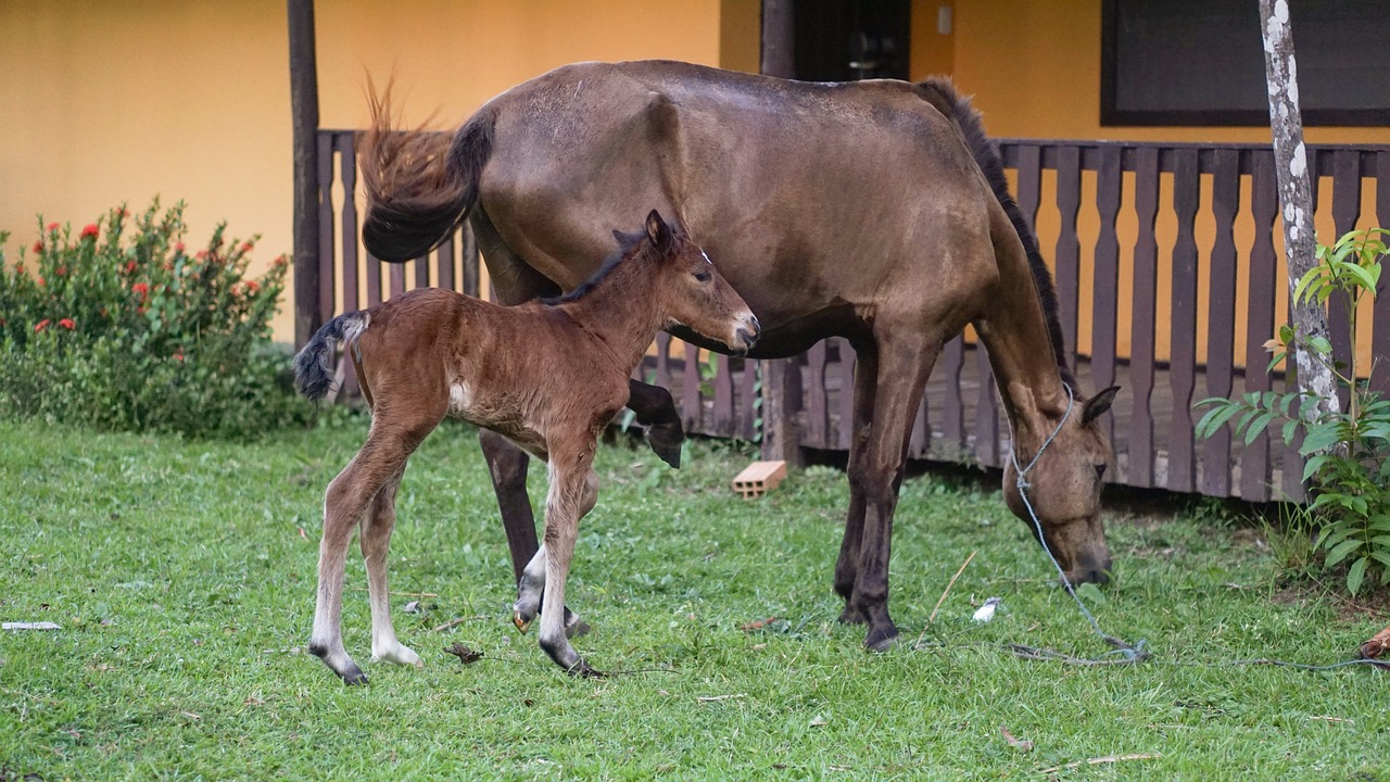 campo de Marajó